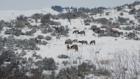 Thumbnail ofProtect wintering wildlife by avoiding areas where they congregate