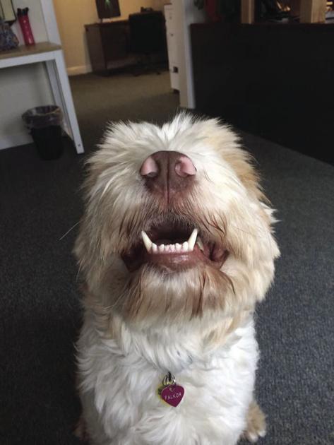 Los lugareños pidió mantener vigilantes con perros de la gripe - Teton Valley News 1 Los lugareños pidió mantener vigilantes con perros de la gripe - Teton Valley News 1