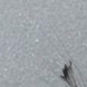 Outbreak Of Tree Damaging Caterpillar Observed West Of Driggs News Tetonvalleynews Net