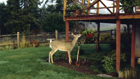 Thumbnail ofFeeding big game animals does more harm than good