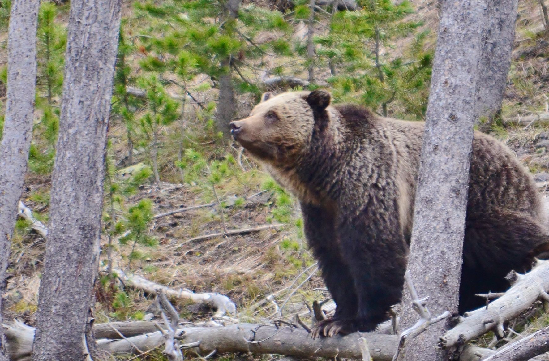 $40,000 reward offered in killing of female grizzly bear - Vimarsana News