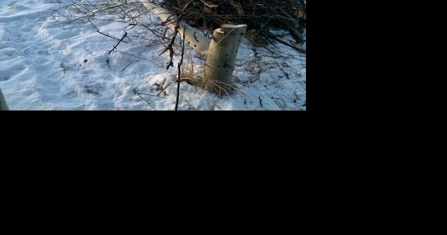Trees are "safe for now" on Bidache property, mayor says | Law - Vimarsana News