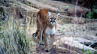 Thumbnail ofLiving with mountain lions