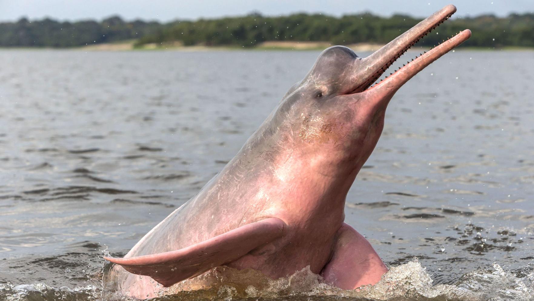 Teton River Ideal For Endangered Freshwater Dolphins News Tetonvalleynews Net Teton River Ideal For Endangered Freshwater Dolphins News Tetonvalleynews Net