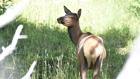 Thumbnail ofEastern Idaho hunters facing new elk and deer restrictions heading into season