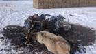 Thumbnail ofFish and Game rescues bull elk tangled in tarp