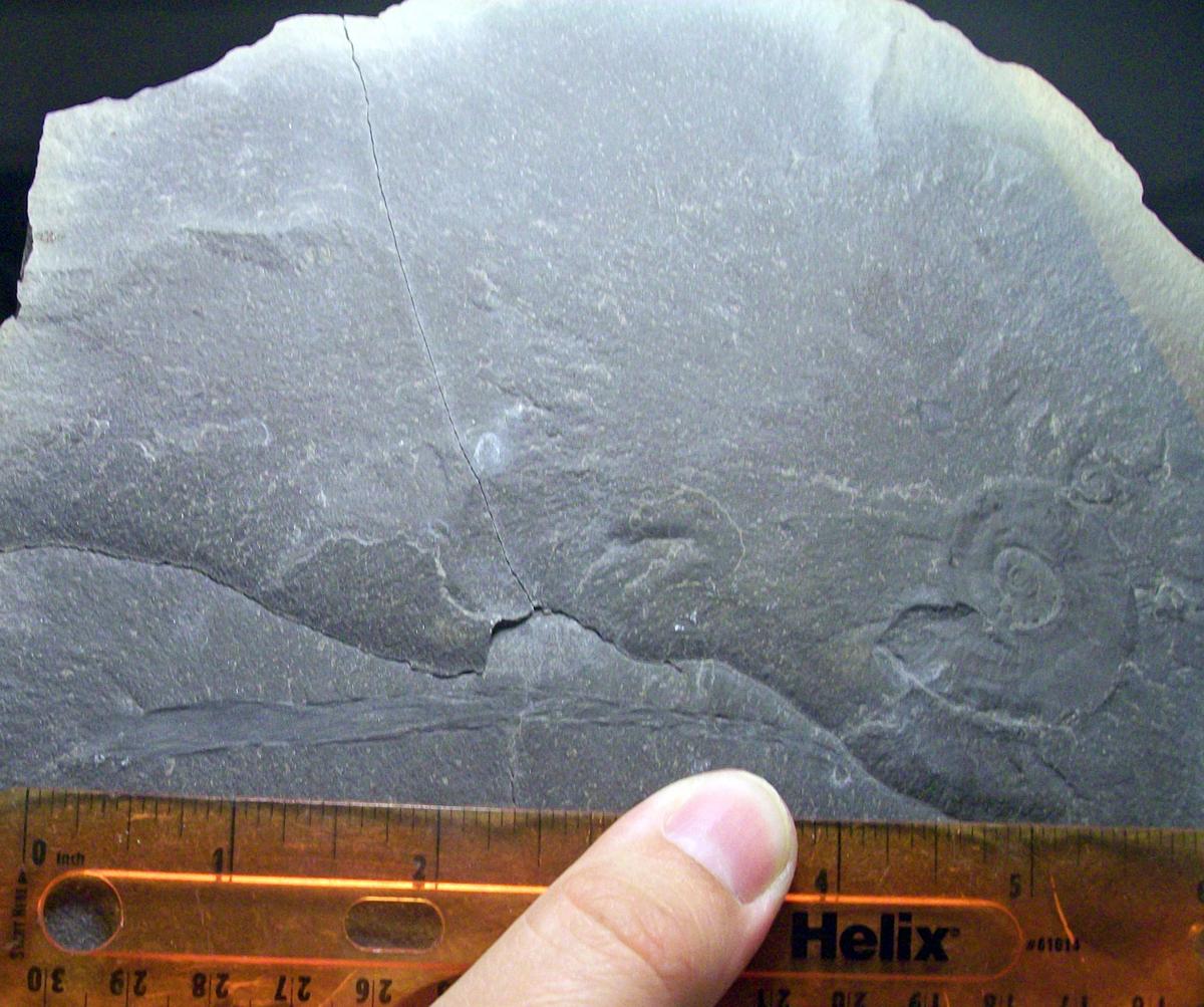 Fossil discoveries in southeast Idaho upend some scientific beliefs