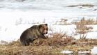 Thumbnail ofTime to be bear aware