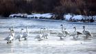 Thumbnail ofLocal birders count more species than ever in annual survey