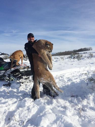 mountain lion hunting dogs