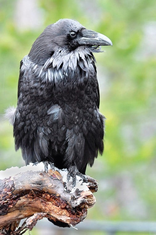 Images of Yellowstone | Photo Gallery | tetonvalleynews.net