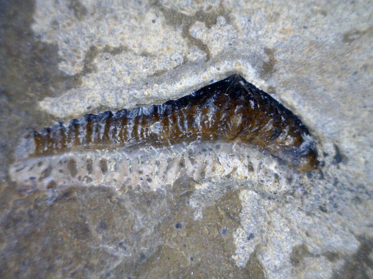 Fossil discoveries in southeast Idaho upend some scientific beliefs News