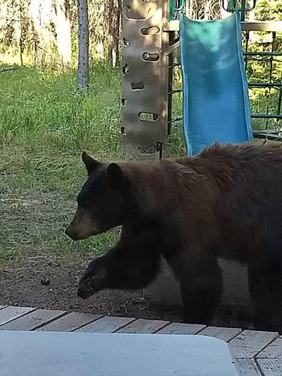 Island Park Black Bear Euthanized News Tetonvalleynews Net