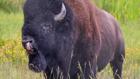 Thumbnail ofStuck inside? Go outside with these national park virtual offerings
