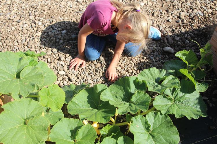 Mountain Roots Education involves 800 elementary students this year ...