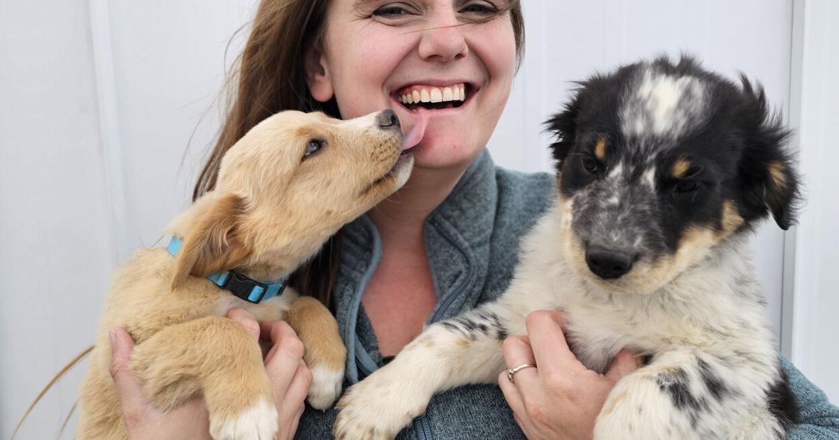 Robin Scheff Alaska Aska’s Animals adds certified dog trainer to staff | Zoology ...