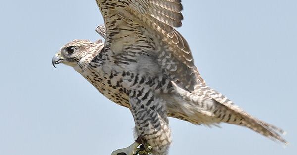 Teton Raptor Center celebrates local community with 