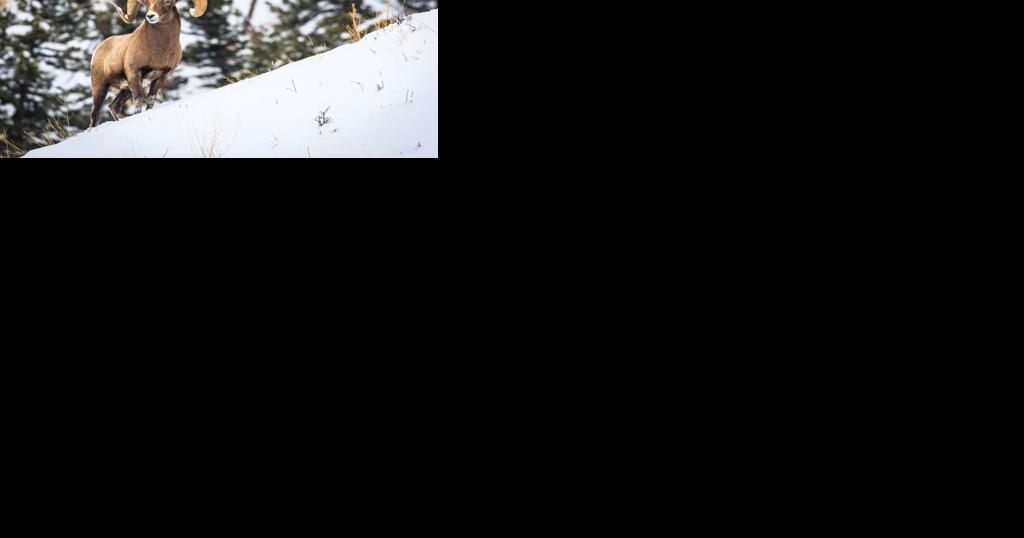 Survey on Teton Bighorn Sheep and winter backcountry travel now available - Vimarsana News