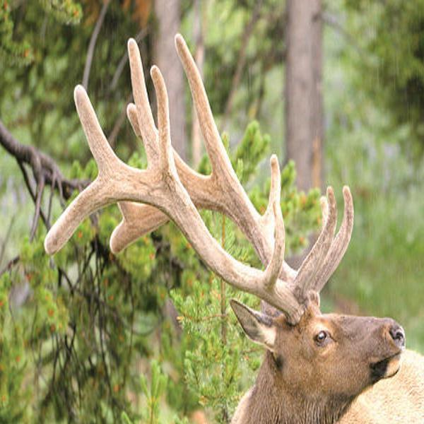 Hunters reminded to report on deer, elk, pronghorn tags | News |  tetonvalleynews.net
