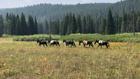 Thumbnail ofTeton Valley Backcountry Horsemen complete summer trail projects