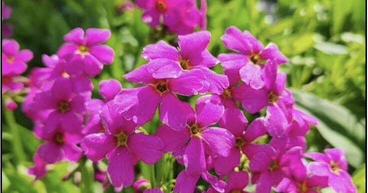 Nature Notes: Parry's Primrose