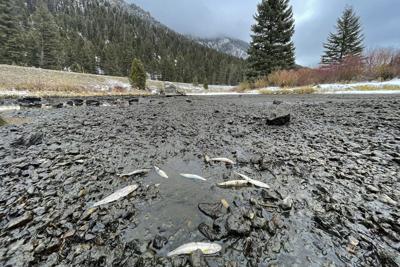 Montana River Fish Stranded