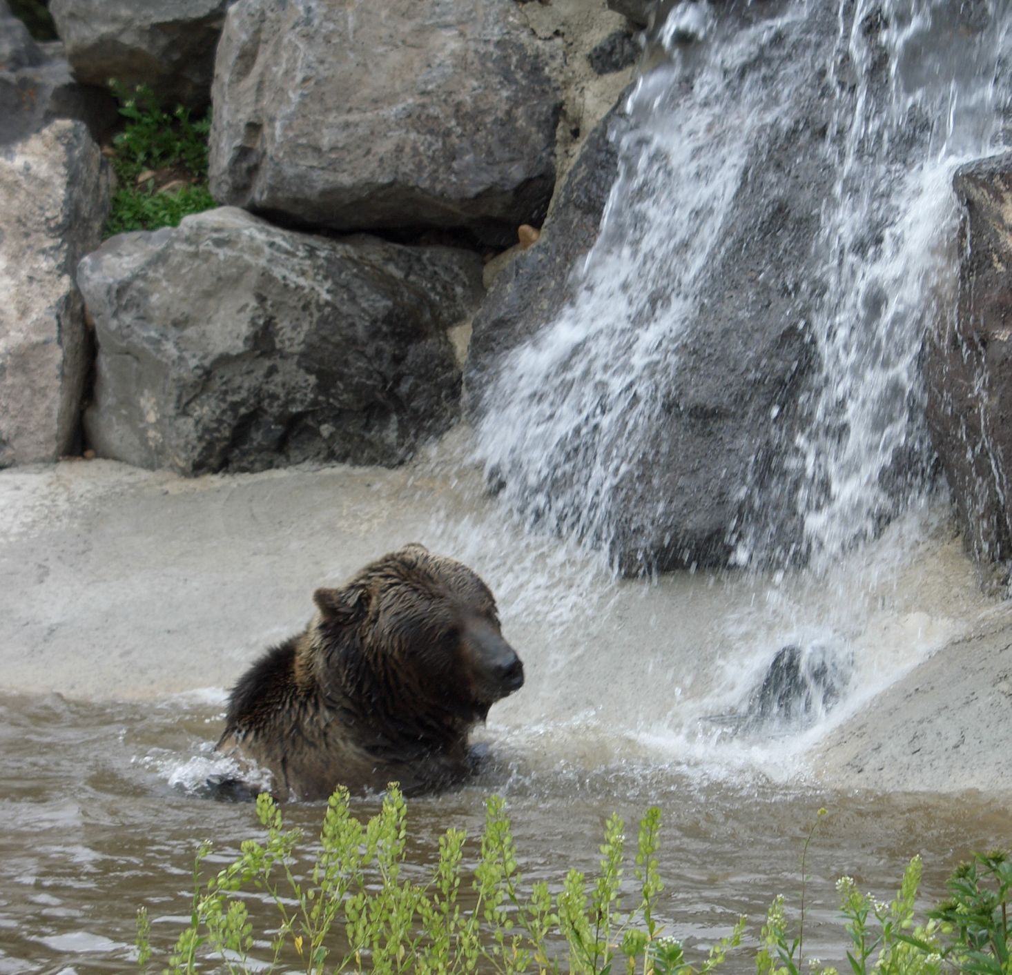Earthfire to introduce design concept for new bear habitats - Vimarsana News