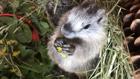 Thumbnail ofSpringtime brings baby wildlife