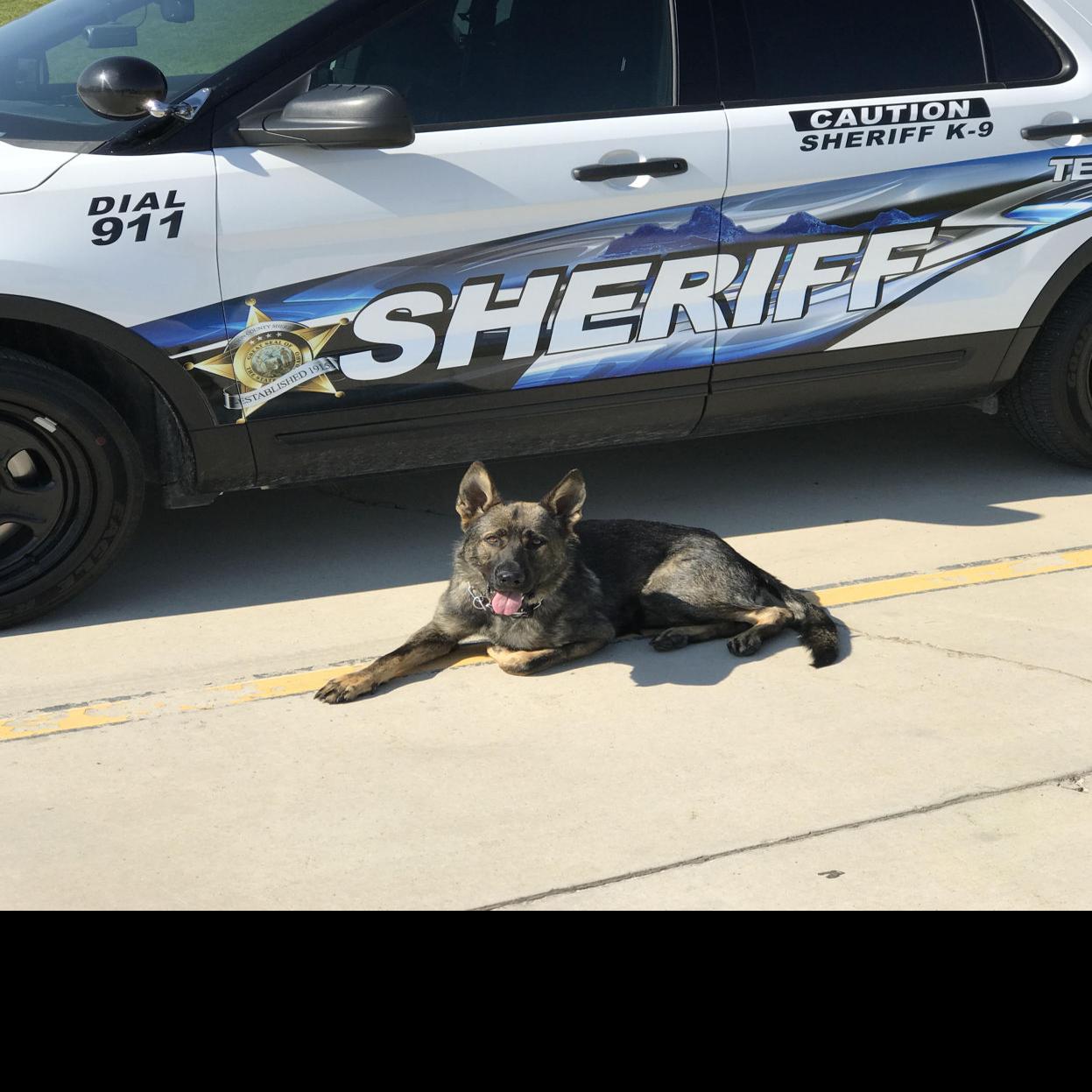 Teton County Sheriff S Office K9 Max To Get Body Armor News Tetonvalleynews Net