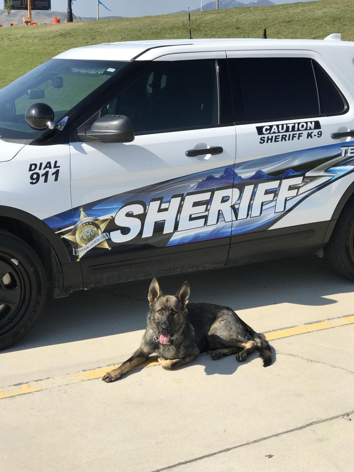 Teton County Sheriff’s Office K9 Max to get body armor News