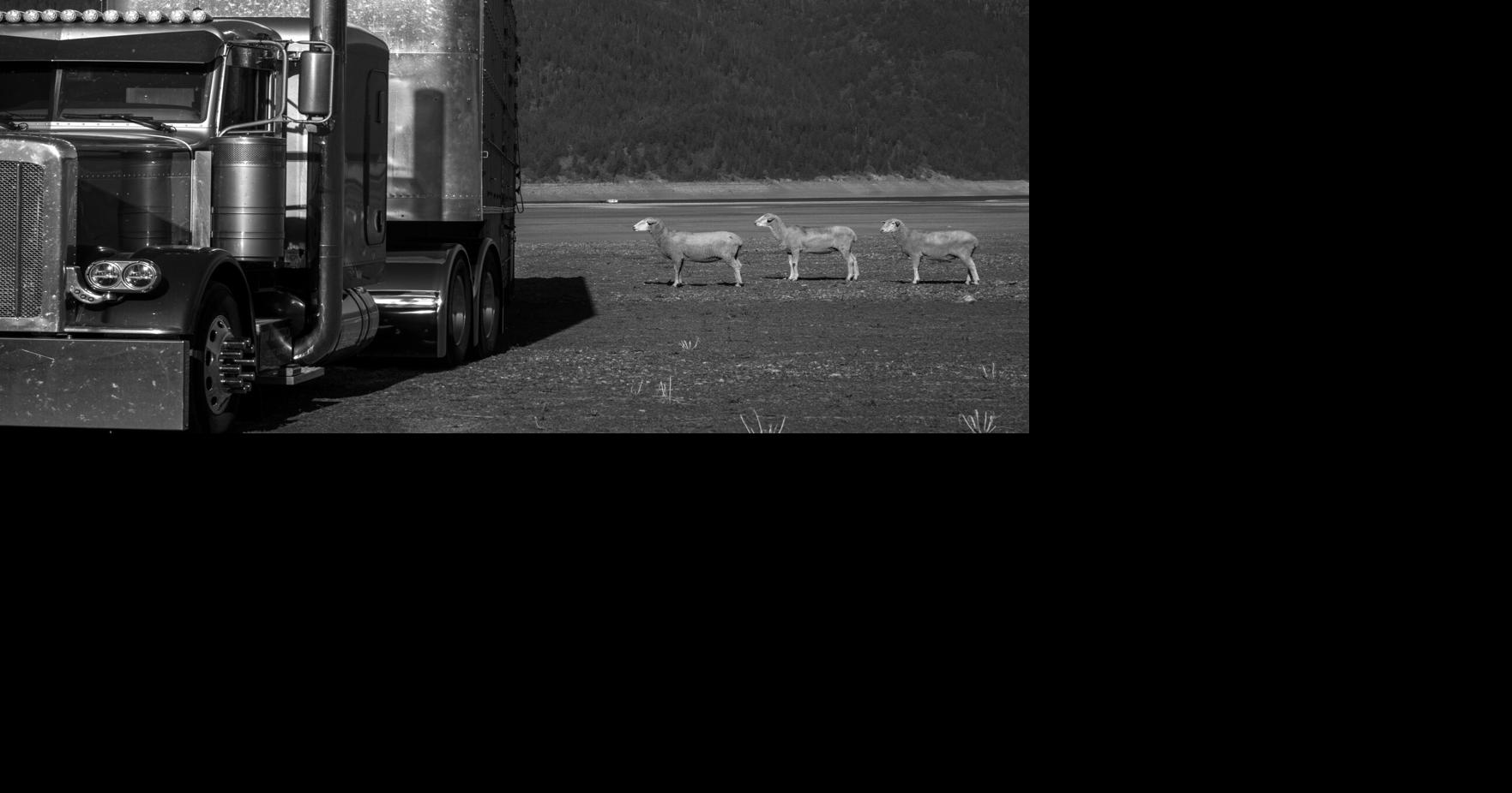 Shipping Siddoway Sheep | Photo Gallery | tetonvalleynews.net
