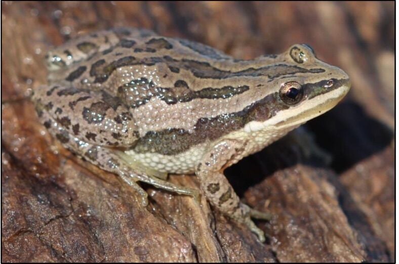 Nature Notes: Boreal Chorus Frog | Nature | Tetonvalleynews.net