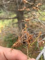 Outbreak of tree damaging caterpillar observed west of Driggs