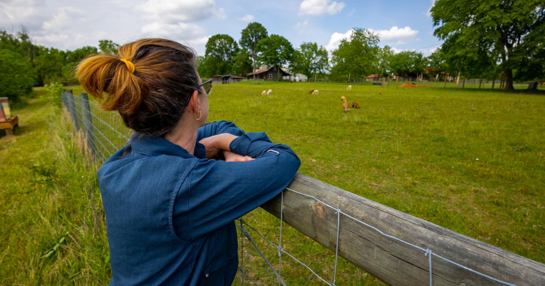 Farm Tour: Expect lamb, honey, poultry, and garlic, but no sunflowers at Sunflower Hill Farm - Vimarsana News