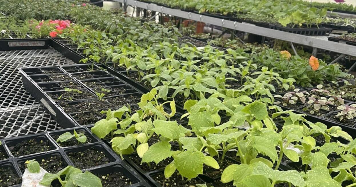 Oak Grove FFA to hold Agriculture Awareness Day on April 29 - Vimarsana News