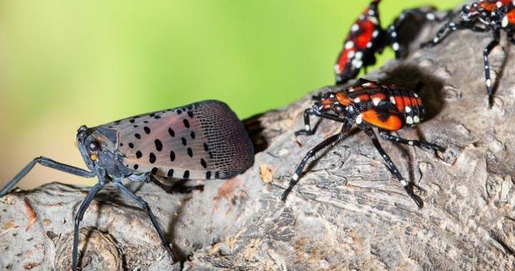 Invasive insect spreads to more counties | Local News | the-dispatch.com