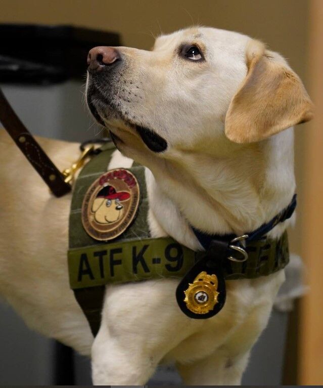 Atf k9 hot sale