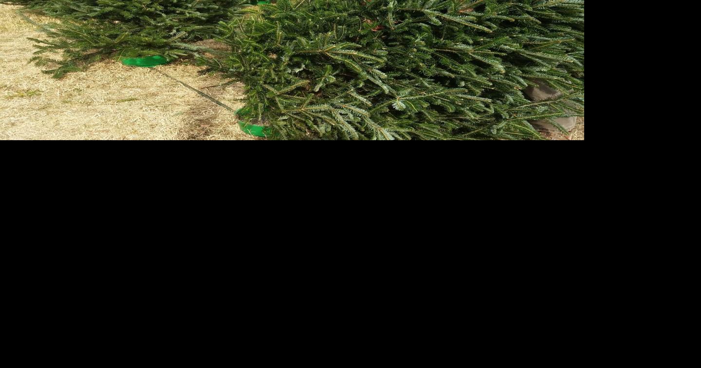 Fewer Christmas tree lots open in county News