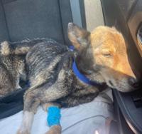Woman charged after five dogs found without food or water | Crime ...