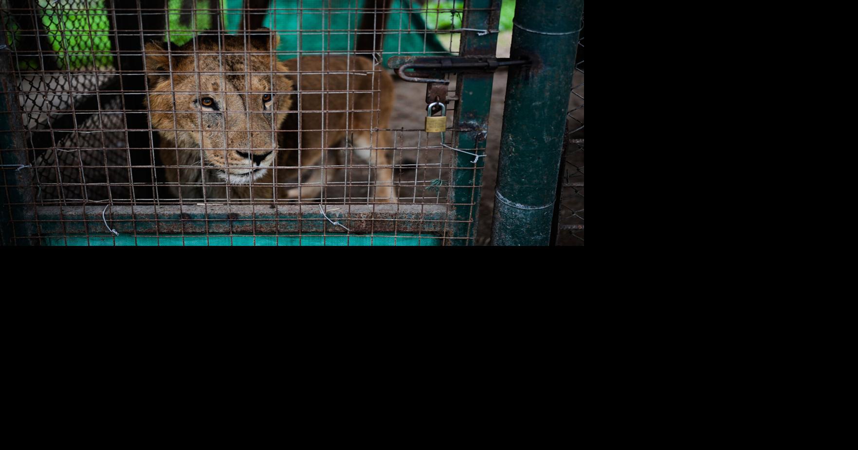 Argentina Big Cats Natacha Pisarenko - AP Aug 14, 2026 24 mins ago