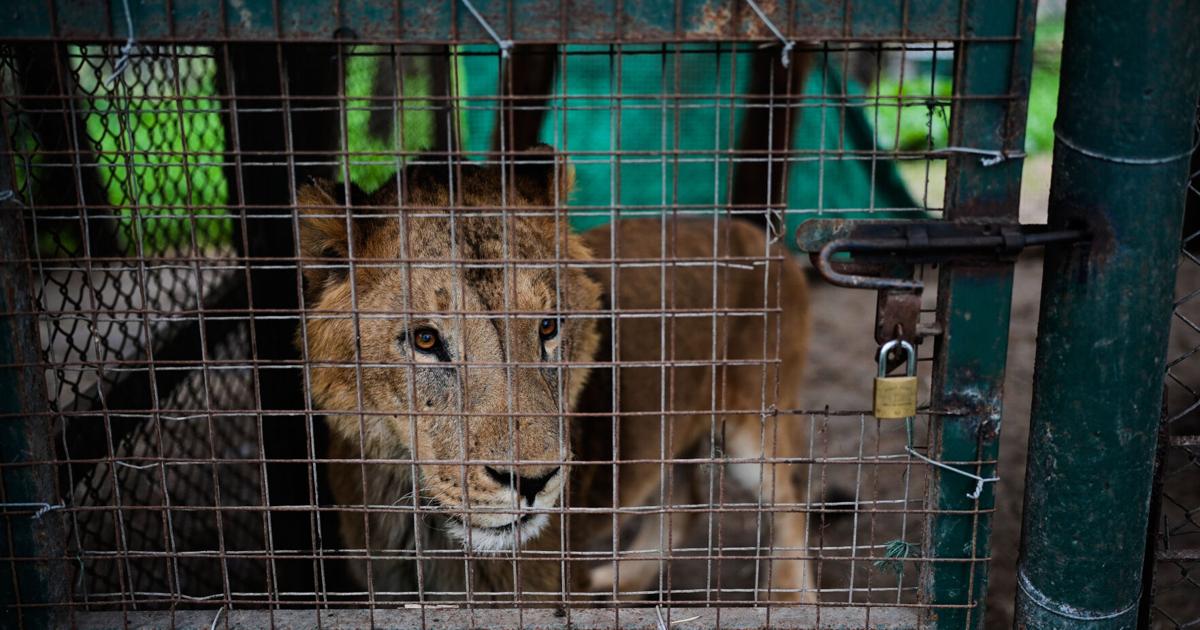 Argentina Big Cats Natacha Pisarenko - AP Aug 14, 2026 24 mins ago