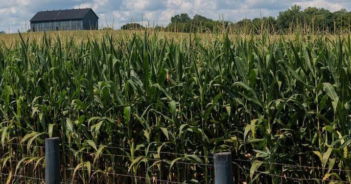 UK research links key corn protein to stronger seed