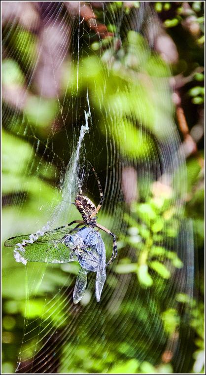 web09.26.13spider