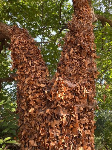 Get the spades and the clippers: The weeds are trying to take ...