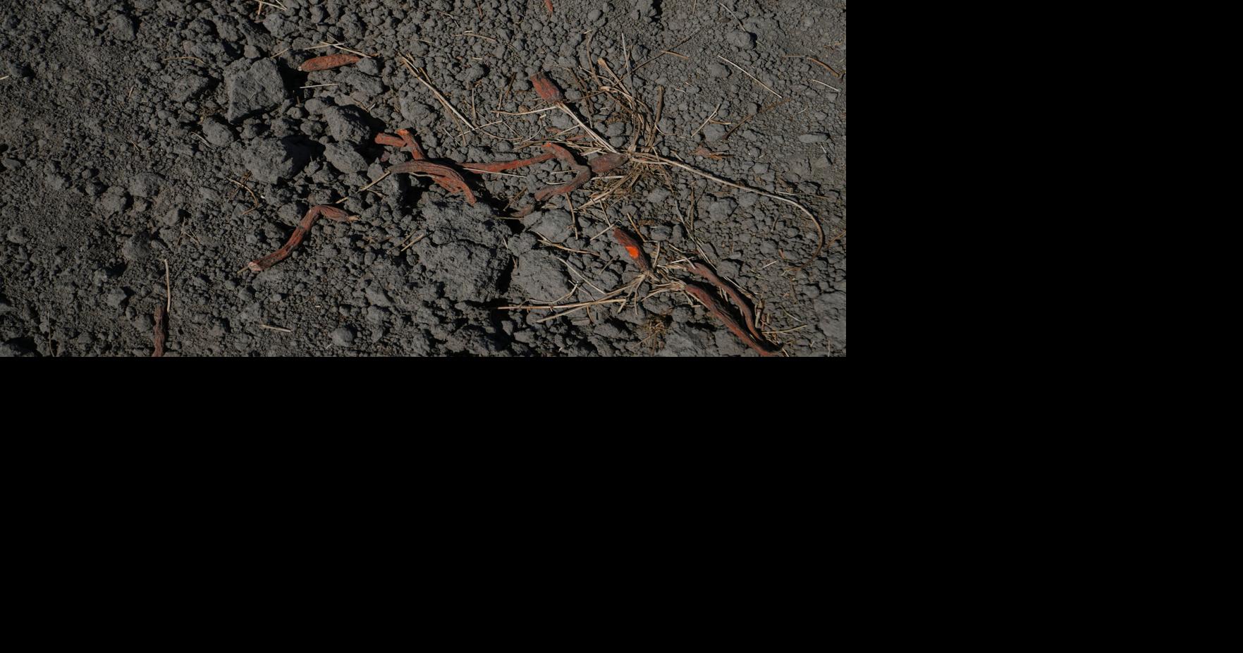 Netherlands Extreme Weather Drought Virginia Mayo - AP Aug 11, 2026 11 mins ago