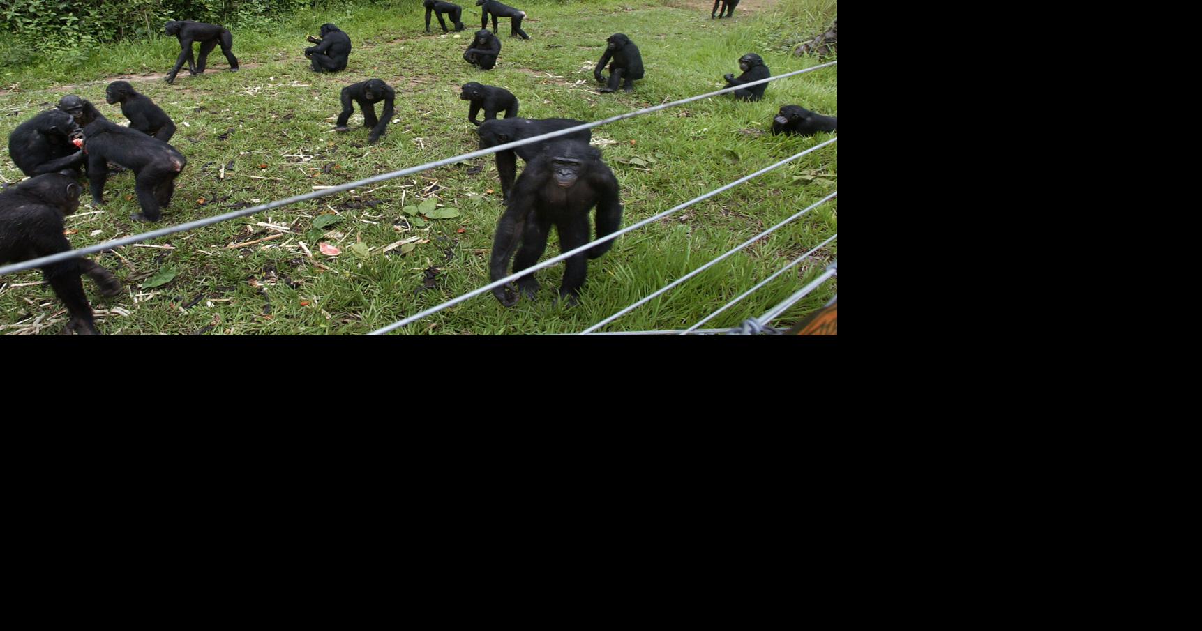 A rare sanctuary in Congo looks after baby bonobos away from poaching threat