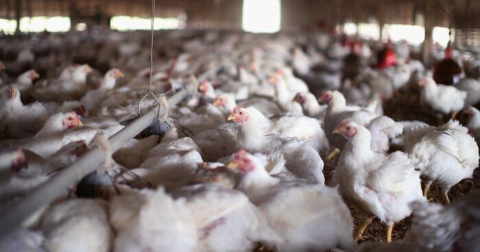 Group alleges 'hidden-camera' video reveals 'cruelty' in chicken production in Kentucky | News - Vimarsana News