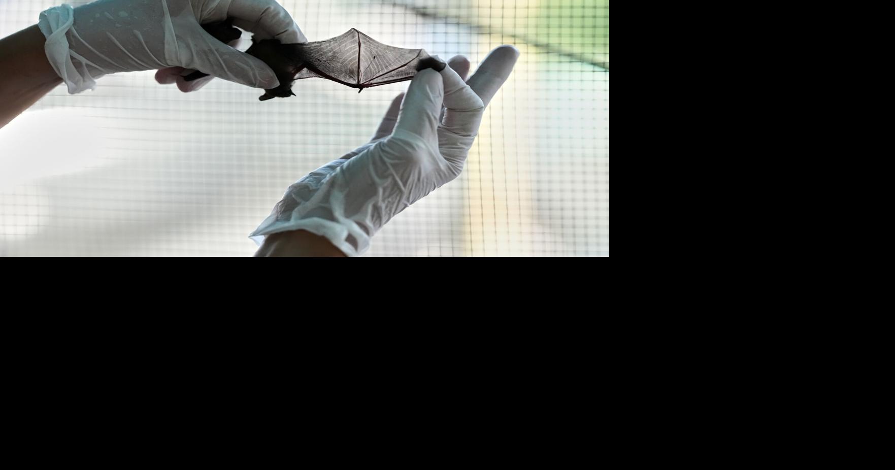 Volunteers work to protect displaced bats at an Italian Bat Conservation, in photos Andrew Medichini - AP Aug 6, 2026 Aug 6, 2026 Updated 10 mins ago