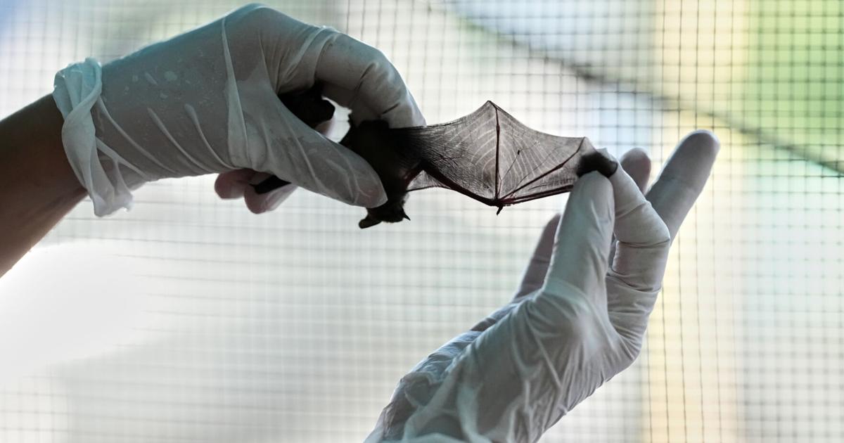 Volunteers work to protect displaced bats at an Italian Bat Conservation, in photos Andrew Medichini - AP Aug 6, 2026 Aug 6, 2026 Updated 10 mins ago