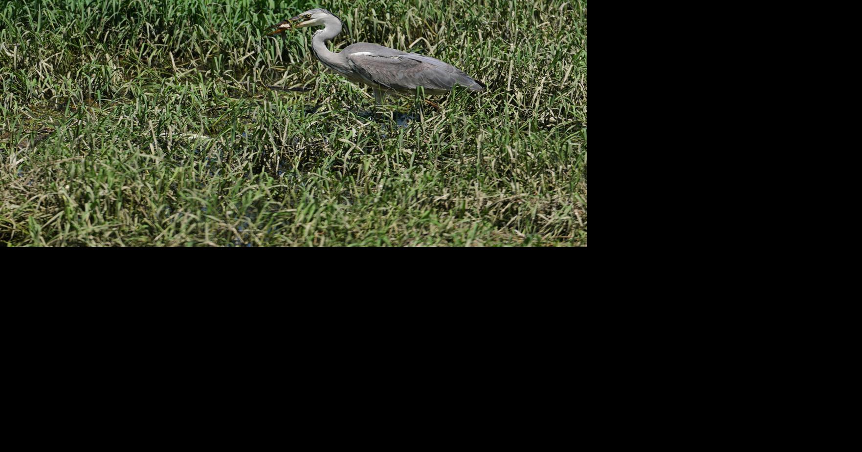 Serbia Wildlife Darko Vojinovic - AP May 26, 2026 23 mins ago